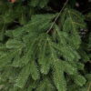 siberian green (3)