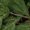 siberian green (4)
