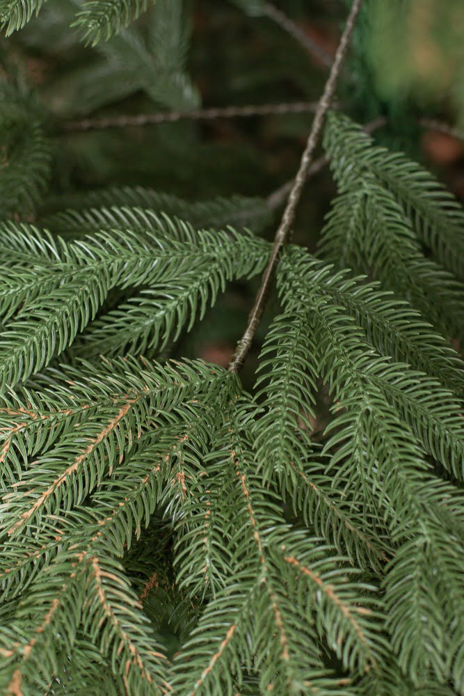 Happy Forest (2)