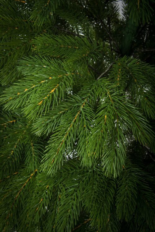 Alternative view of Brad artificial De Lux cu ace full 3D - ROYAL PINE